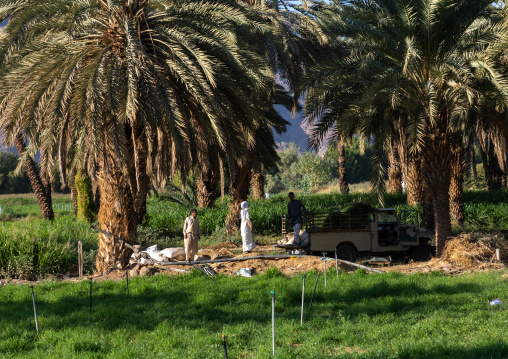 Men working in the garden of an oasis, Najran Province, Najran, Saudi Arabia