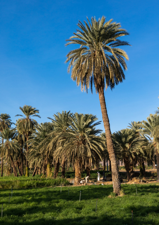 Men working in the garden of an oasis, Najran Province, Najran, Saudi Arabia