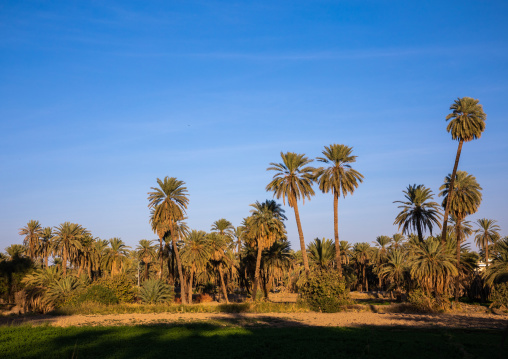 Palm trees in an oasis, Najran Province, Najran, Saudi Arabia