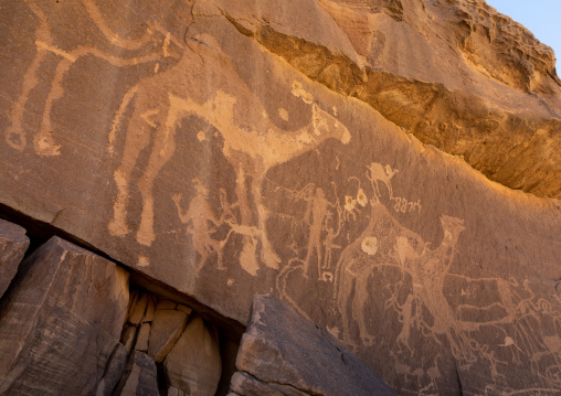 Petroglyphs on a rock depicting camels, Najran Province, Thar, Saudi Arabia