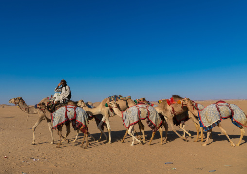 Training for camel racing in the Rub' al Khali empty quarter desert, Najran province, Hubuna, Saudi Arabia