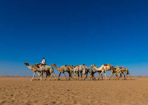 Training for camel racing in the Rub' al Khali empty quarter desert, Najran province, Hubuna, Saudi Arabia