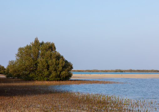 Empty beach with mangrove, Red Sea, Farasan, Saudi Arabia