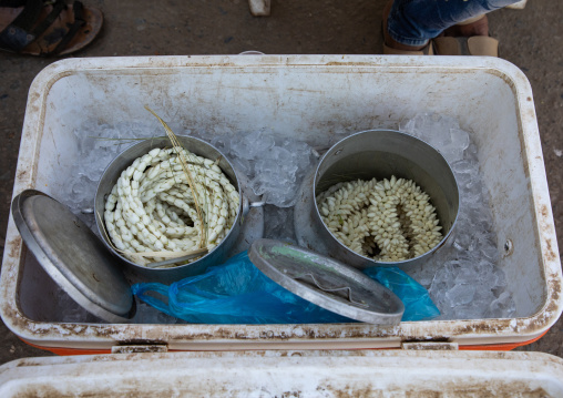 Flowers kept in a cooler to be used as floral garlands by the local people as decoration, Jizan Province, Sabya, Saudi Arabia