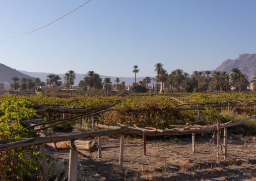 Grape farm, Najran Province, Najran, Saudi Arabia