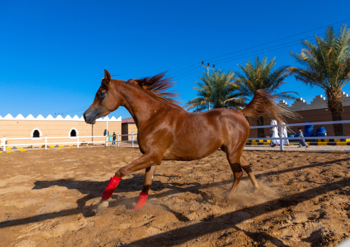 Arabian horse running in Alhazm stud, Najran Province, Khubash, Saudi Arabia