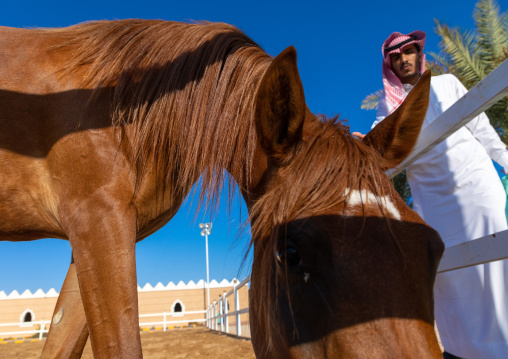 saudi man with his Arabian horse in Alhazm stud, Najran Province, Khubash, Saudi Arabia