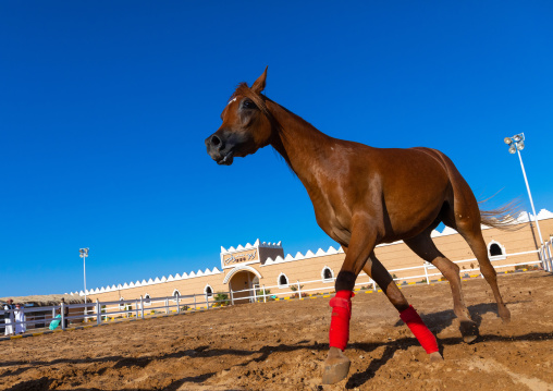 Arabian horse running in Alhazm stud, Najran Province, Khubash, Saudi Arabia