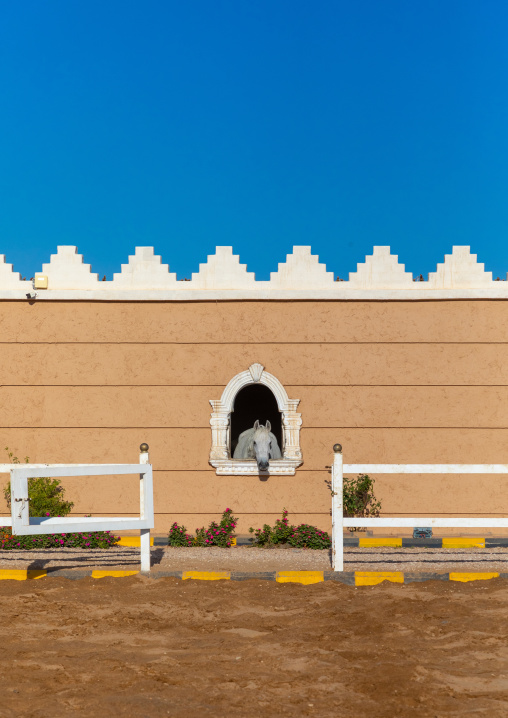 Arabian horse in its box rest in Alhazm stud, Najran Province, Khubash, Saudi Arabia