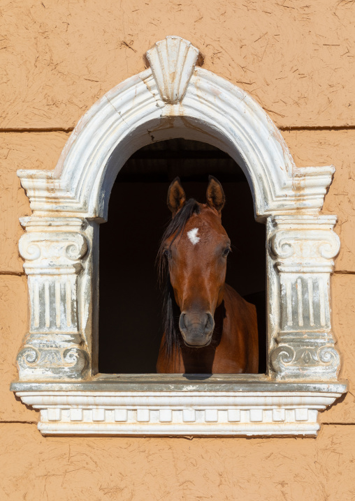 Arabian horse in its box rest in Alhazm stud, Najran Province, Khubash, Saudi Arabia