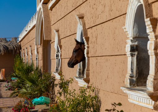Arabian horse in its box rest in Alhazm stud, Najran Province, Khubash, Saudi Arabia