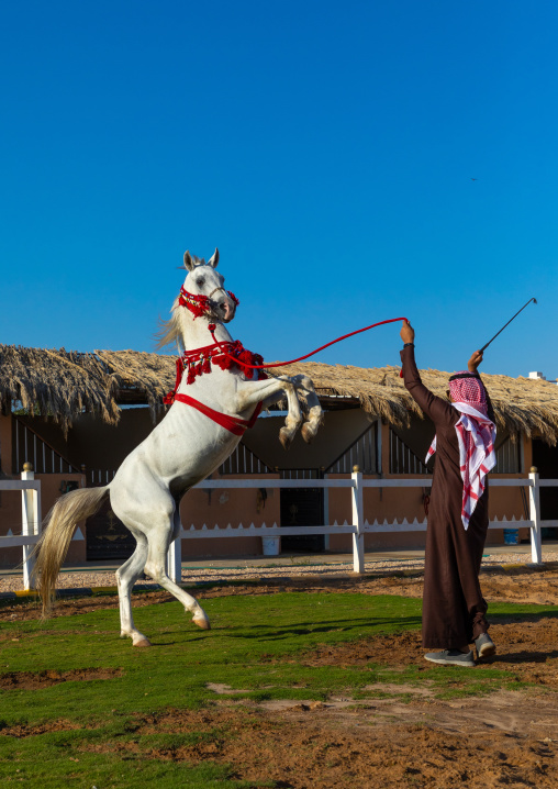 Arabian horse rearing up in alhazm stud, Najran Province, Khubash, Saudi Arabia