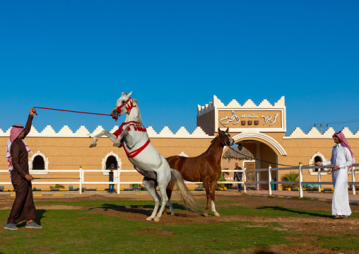 Arabian horse rearing up in alhazm stud, Najran Province, Khubash, Saudi Arabia