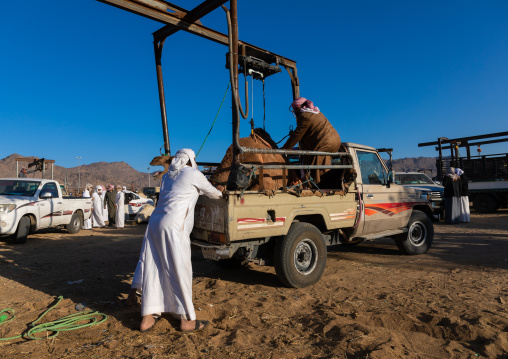 Saudi man loading a camel in a Toyota car in the camel market, Najran Province, Najran, Saudi Arabia