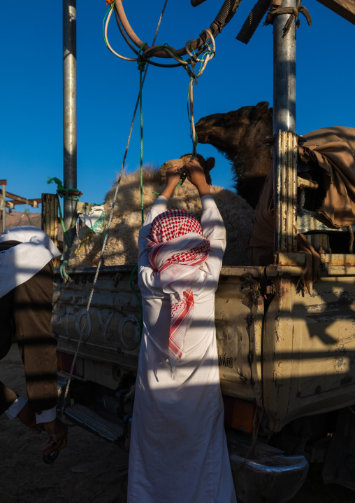 Saudi man loading a camel in a Toyota car in the camel market, Najran Province, Najran, Saudi Arabia