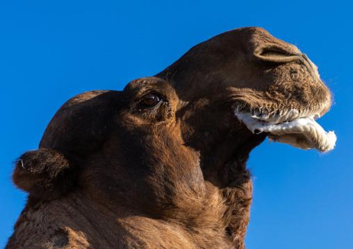 Camel in a rut, Najran Province, Najran, Saudi Arabia