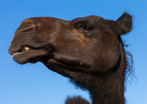 Camel head, Najran Province, Najran, Saudi Arabia