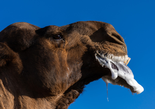 Camel in a rut, Najran Province, Najran, Saudi Arabia