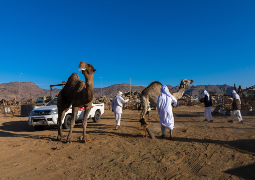 Saudi men in the camel market, Najran Province, Najran, Saudi Arabia