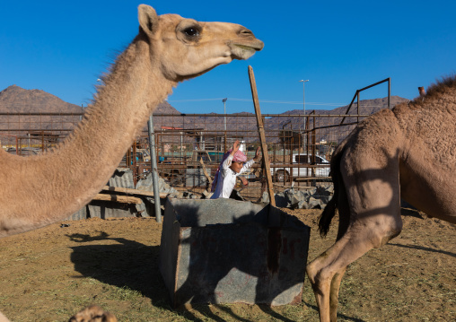 Saudi boy in the camel market, Najran Province, Najran, Saudi Arabia