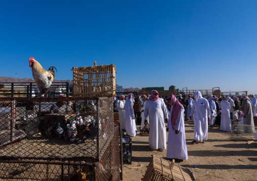Saudi people in the bird and poultry market, Najran Province, Najran, Saudi Arabia