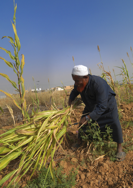 Saudi farmer with a red beard, Jizan Province, Jizan, Saudi Arabia