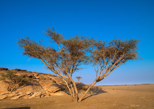 Petroglyphs site, Najran Province, Najran, Saudi Arabia