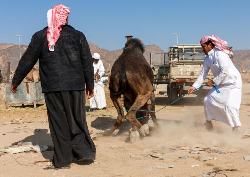 Saudi men taking care of an angry camel in a market, Najran Province, Najran, Saudi Arabia