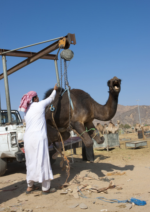 Saudi man loading a camel in a car, Najran Province, Najran, Saudi Arabia