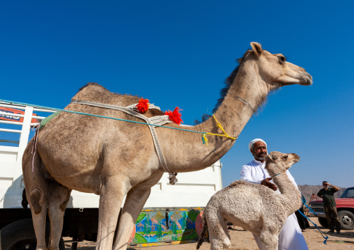 Camel market outside of the city, Najran Province, Najran, Saudi Arabia