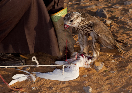 Falconry in the desert, Al-Jawf Province, Sakaka, Saudi Arabia
