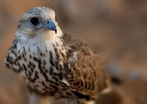 Falconry in the desert, Al-Jawf Province, Sakaka, Saudi Arabia