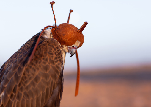 Flacon with a leather mask, Al-Jawf Province, Sakaka, Saudi Arabia