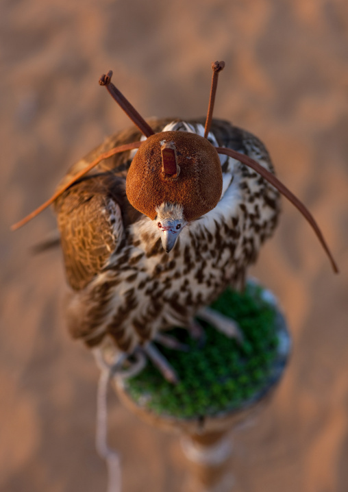 Falconr with a leather helmet, Al-Jawf Province, Sakaka, Saudi Arabia