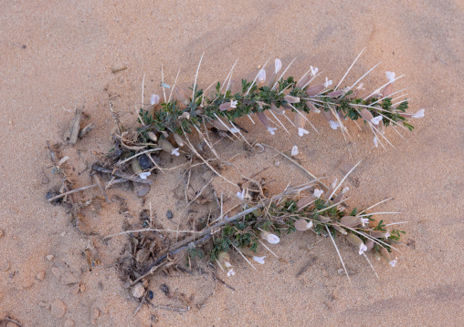 Plant in the desert, Al Madinah Province, Alula, Saudi Arabia