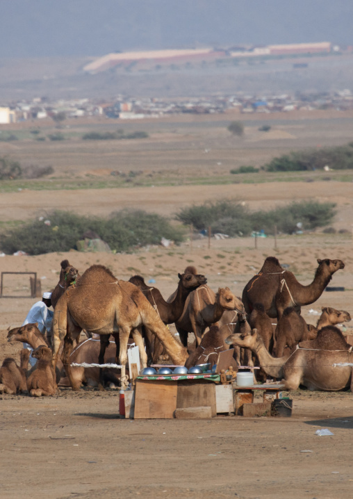 Camels drinking in the desert, Makkah province, Taif, Saudi Arabia