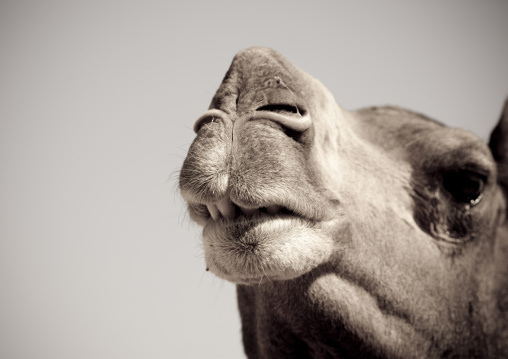 Camel close-up, Riyadh Province, Riyadh, Saudi Arabia