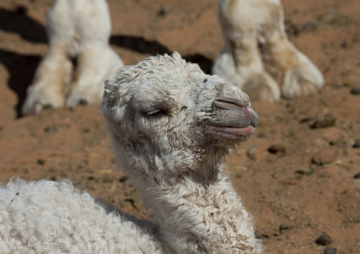 Baby camel, Riyadh Province, Riyadh, Saudi Arabia