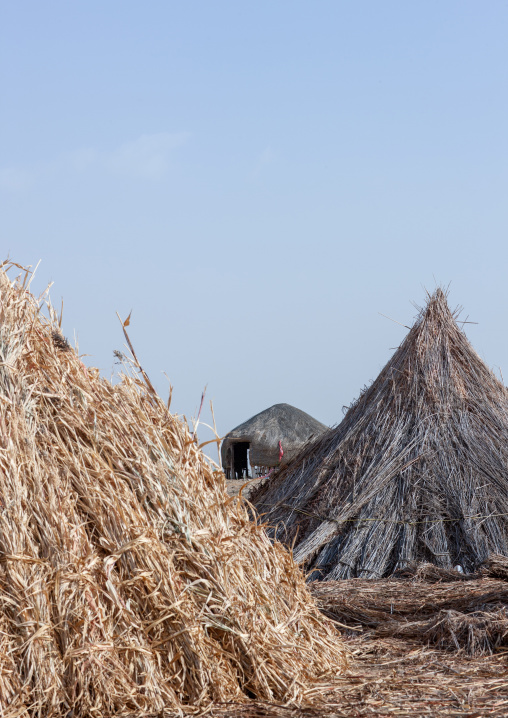 Sorghum harvest on tihama coast, Jizan Region, Jizan, Saudi Arabia