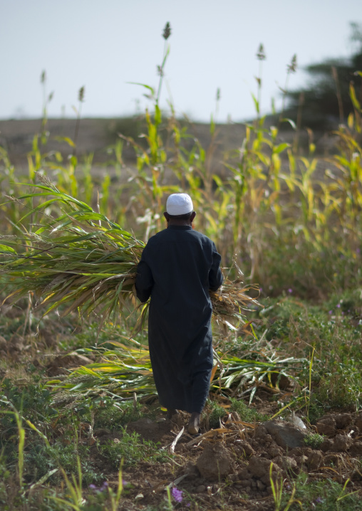 Saudi farmer with a red beard, Jizan Province, Jizan, Saudi Arabia