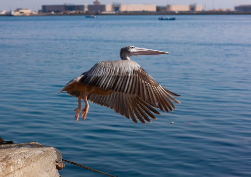 Pelican in flight, Jizan Region, Jizan, Saudi Arabia