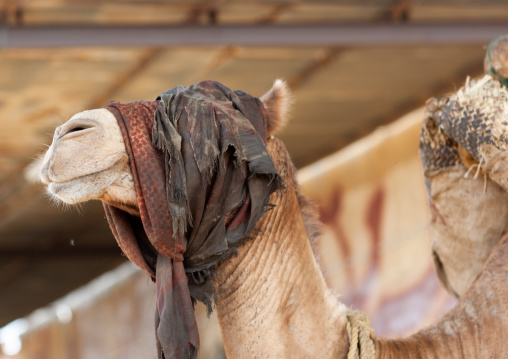 Blinded camel turning a mill in a sesam oil factory, Jizan Region, Jizan, Saudi Arabia