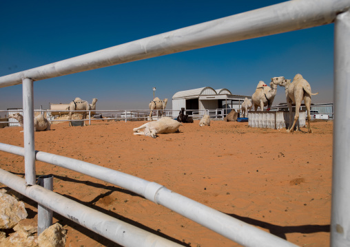 Camel market outside of the city, Riyadh Province, Riyadh, Saudi Arabia