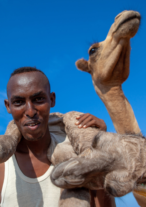 A somali man is holding a new born baby camel on his back, Awdal region, Lughaya, Somaliland