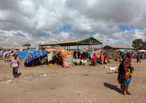 Somali people in the livestock market, Woqooyi Galbeed region, Hargeisa, Somaliland