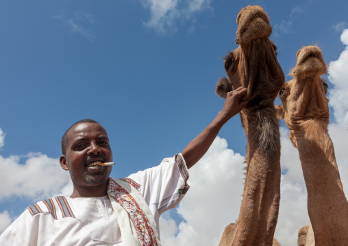 Camel trading in the livestock market, Woqooyi Galbeed region, Hargeisa, Somaliland