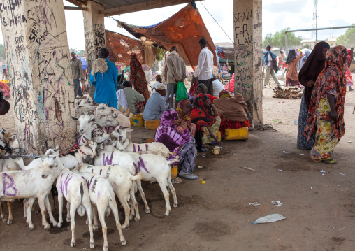 A flock of painted goats at the livestock market, Woqooyi Galbeed region, Hargeisa, Somaliland
