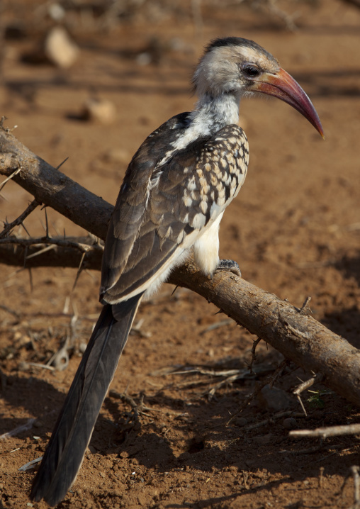 A Hornbill Bird Resting On A Branch Near The Dry Ground, Baligubadle, Somaliland