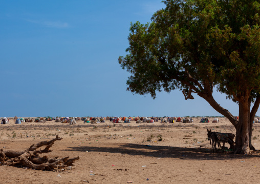 Refugees somali huts, Awdal region, Lughaya, Somaliland