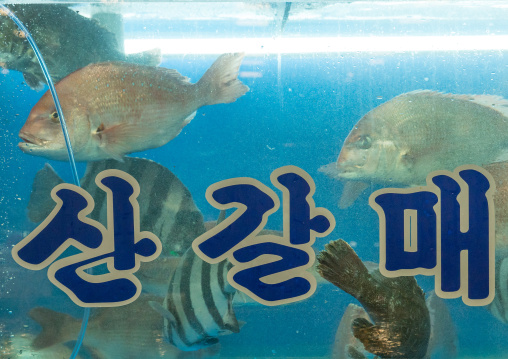 Aquarium in noryangjin fisheries wholesale market, National capital area, Seoul, South korea